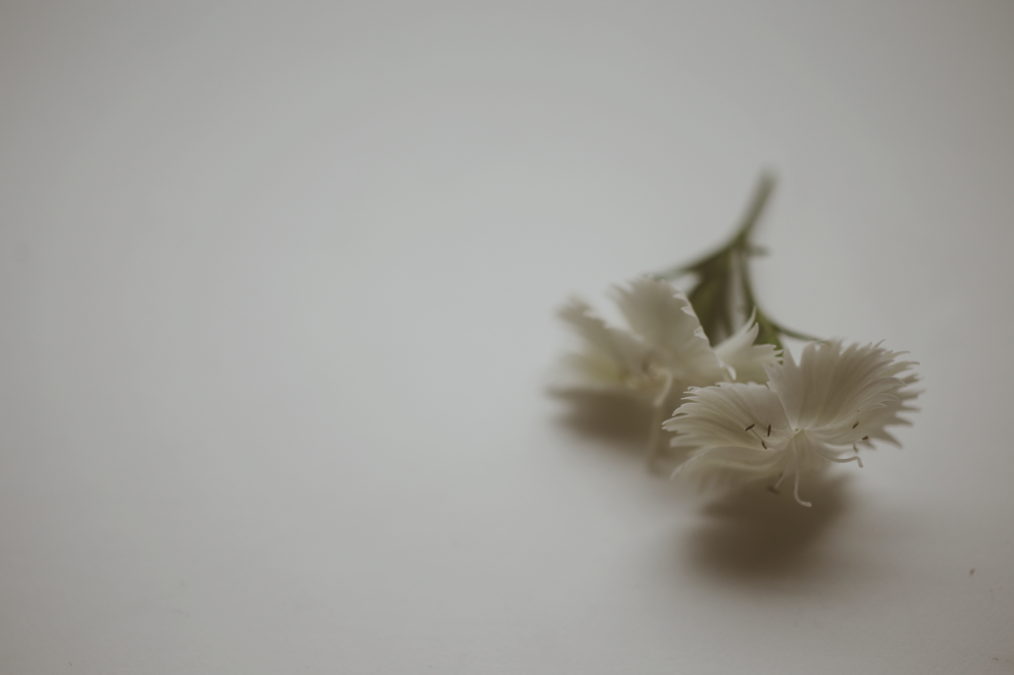 Dianthus_Accord-3.png