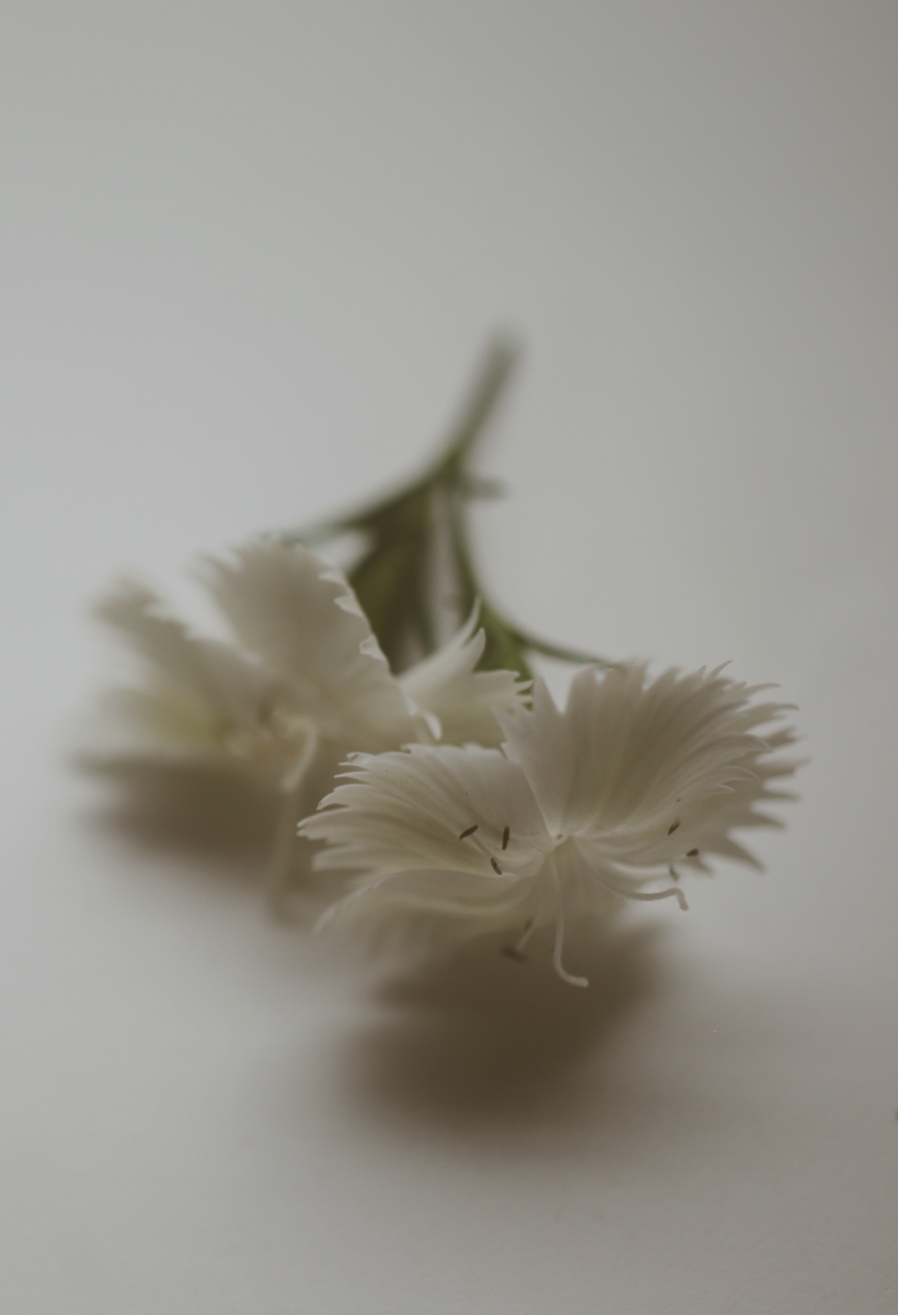 Dianthus_Accord-3.png