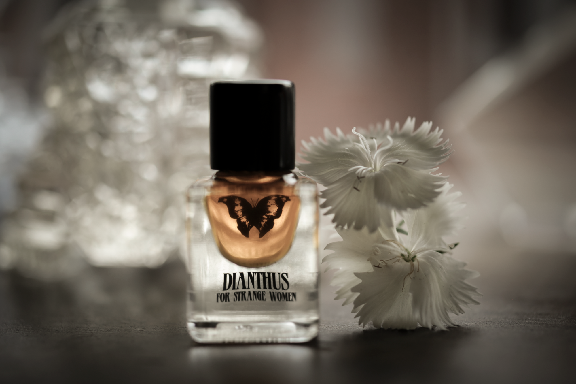 Dianthus - Accord Extrait