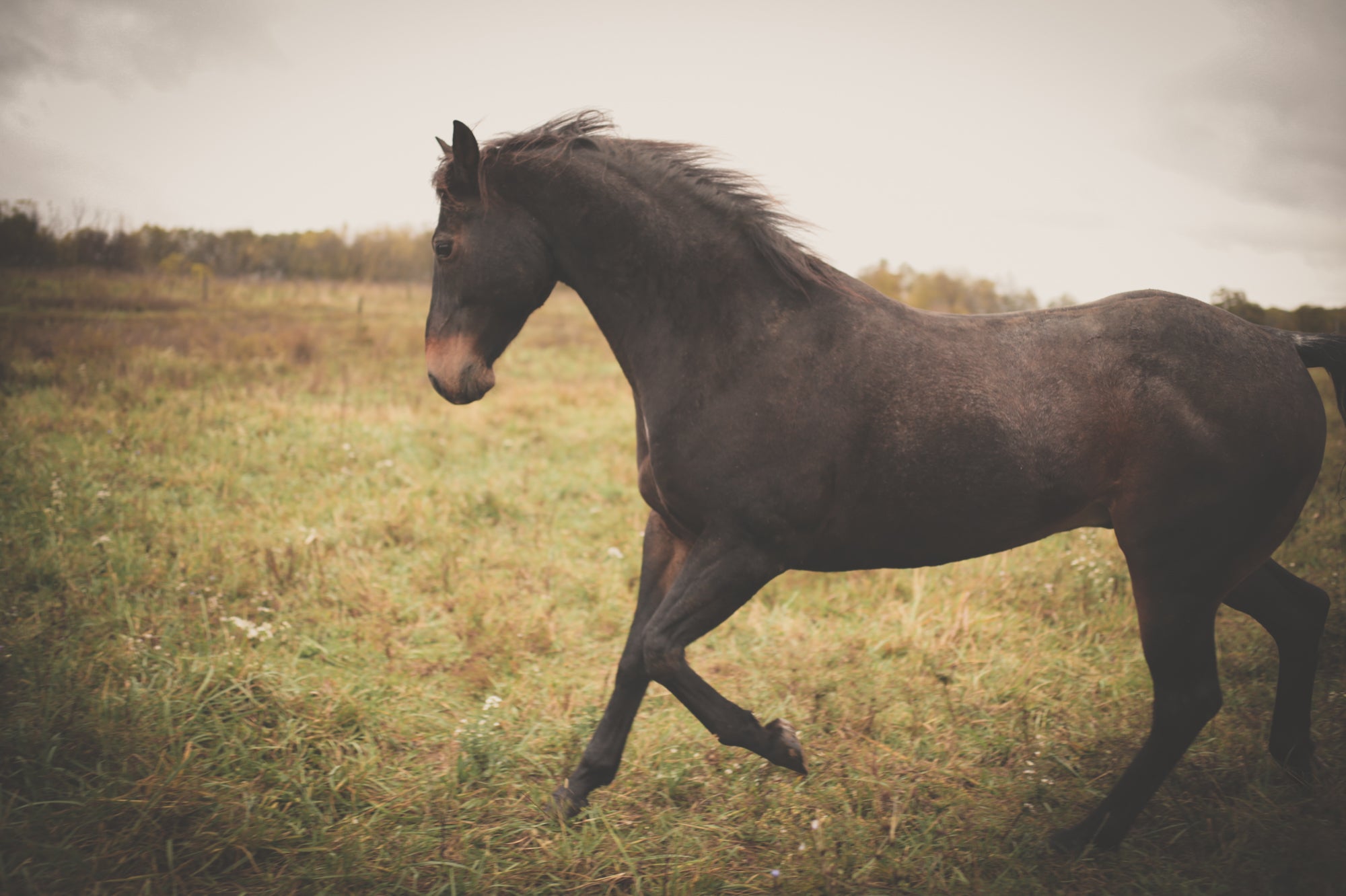 Horse 2026 - Perfume Oil