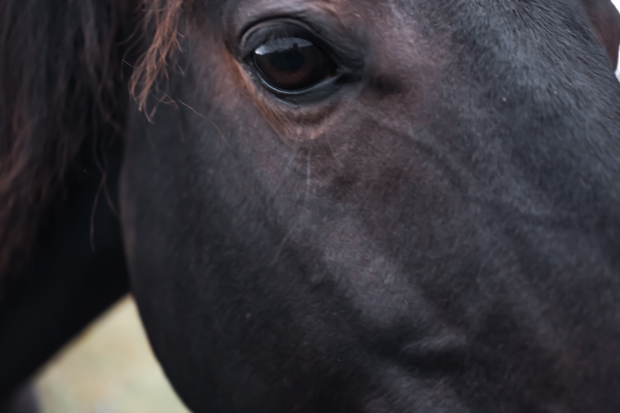 Horse 2026 - Solid Perfume