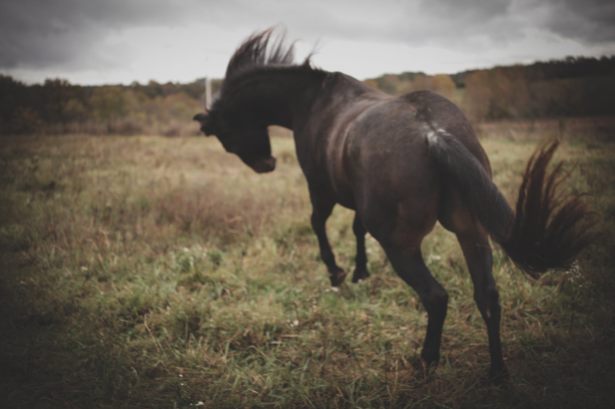 Horse 2026 - Perfume Oil