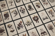The Botanical Oracle (Wholesale) 6 decks