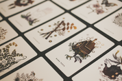 The Botanical Oracle (Wholesale) 6 decks