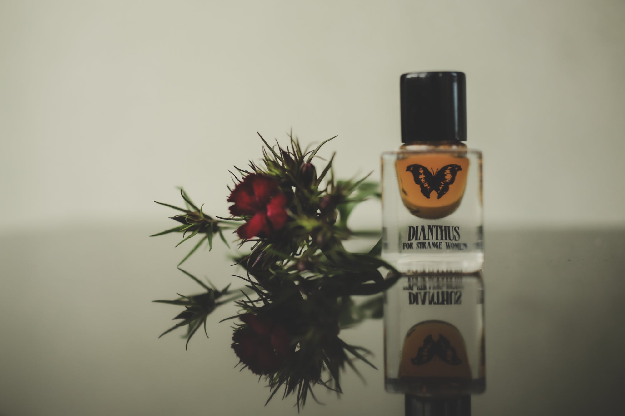 Dianthus - Accord Extrait