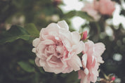 Single Essence of Rose