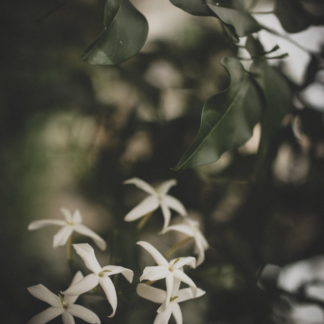 englandbotanical-54.jpg