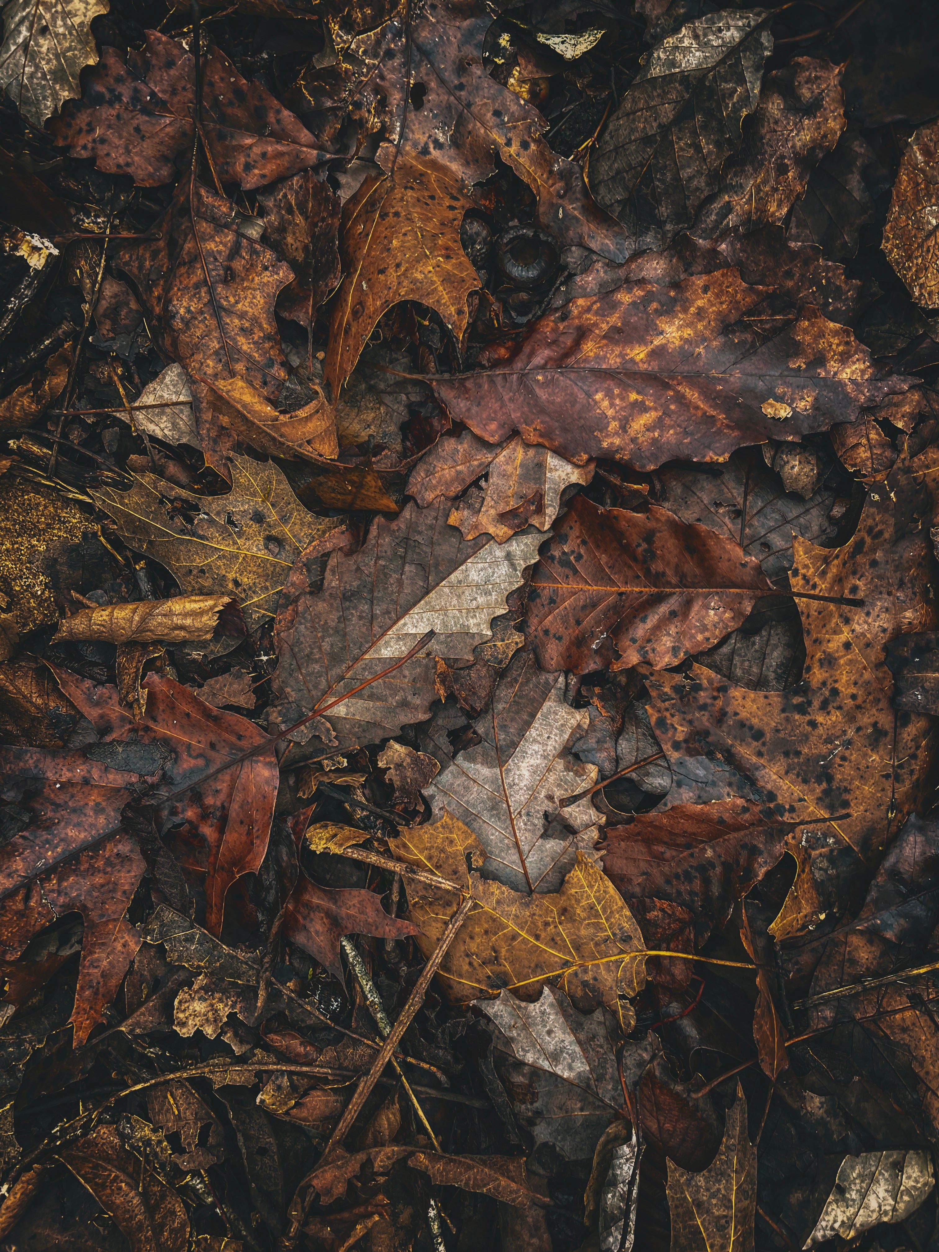 fallen_leaves.jpg