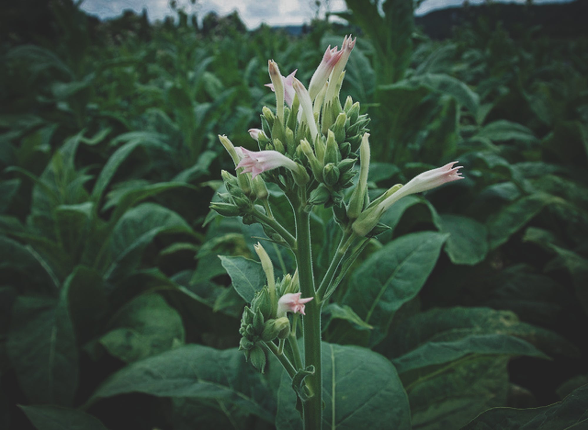 Single Essence of Tobacco