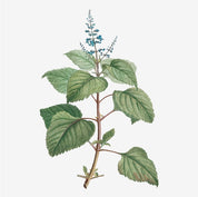 Single Essence of Patchouli