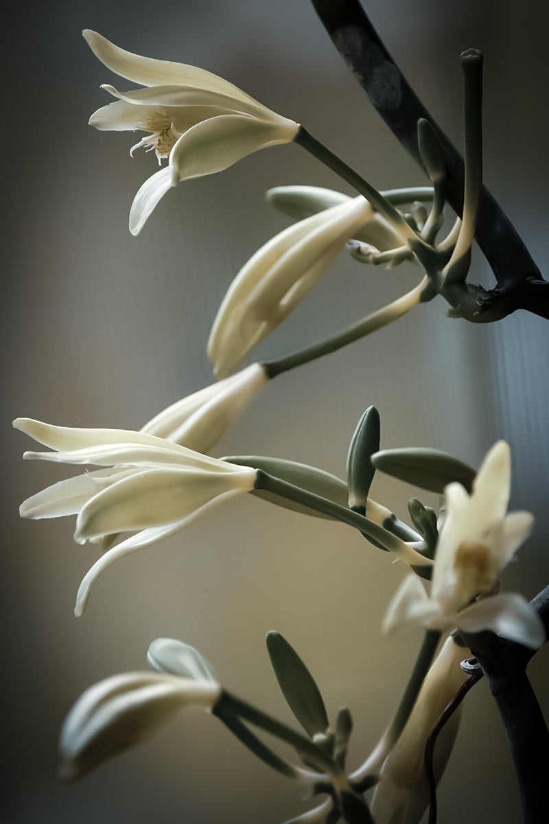 Single Essence of Vanilla