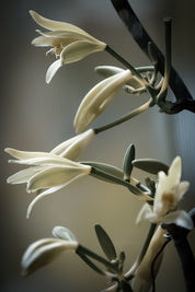Single Essence of Vanilla