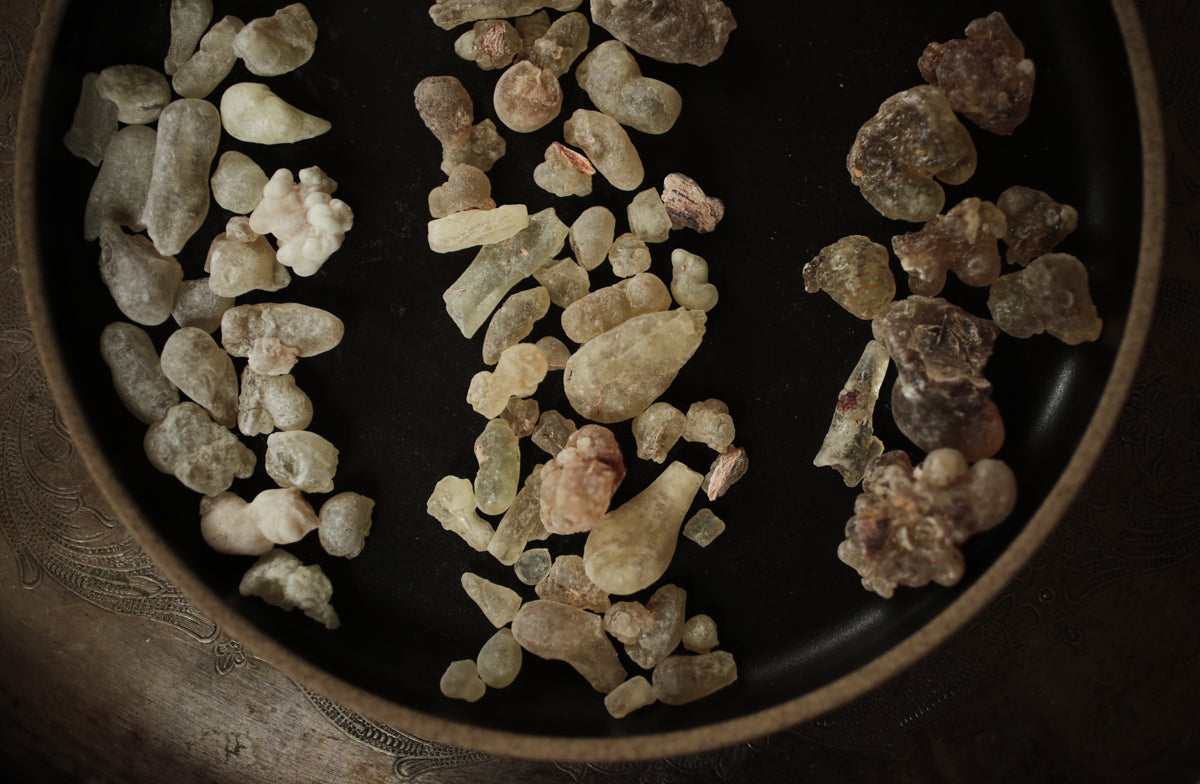 frankincense_varieties-32.jpg